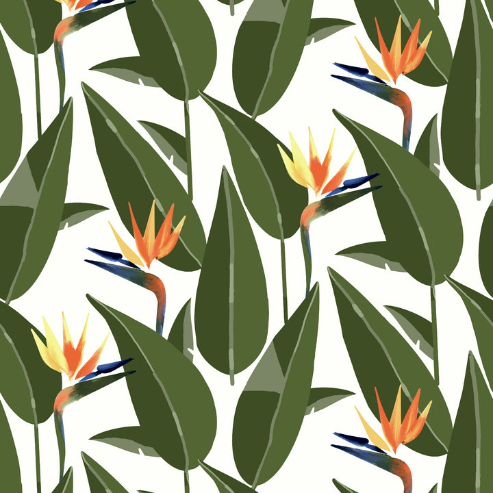 Birds of Paradise - White Wallpaper