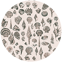 Lowcountry Love Shells - Moonlit Glow Black Blush by Megan Molton
