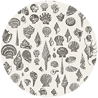 Lowcountry Love Shells - Moonlit Glow Black Blush by Megan Molton