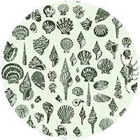 Lowcountry Love Shells - Moonlit Glow Black Blush by Megan Molton