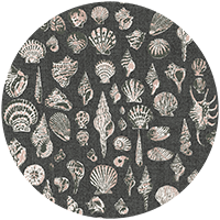 Lowcountry Love Shells - Moonlit Glow Black Blush by Megan Molton