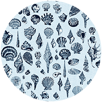 Lowcountry Love Shells - Moonlit Glow Black Blush by Megan Molton