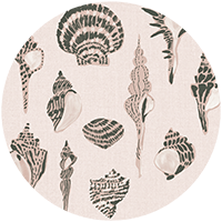 Sullivan’s Island Shells - Moonlit Glow Black Blush by Megan Molton
