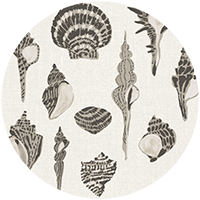 Sullivan’s Island Shells - Moonlit Glow Black Blush by Megan Molton