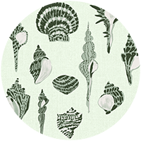Sullivan’s Island Shells - Moonlit Glow Black Blush by Megan Molton