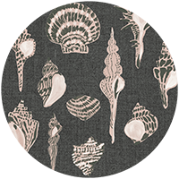 Sullivan’s Island Shells - Moonlit Glow Black Blush by Megan Molton