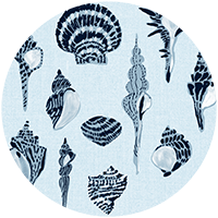 Sullivan’s Island Shells - Moonlit Glow Black Blush by Megan Molton