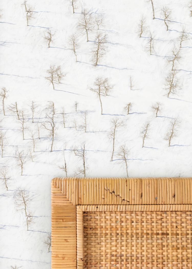 Birch Trees Wallpaper by Gray Malin