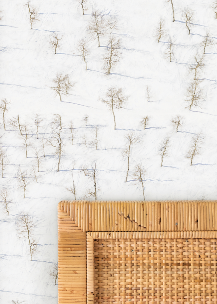 Birch Trees Wallpaper by Gray Malin