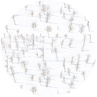 Birch Trees Wallpaper by Gray Malin