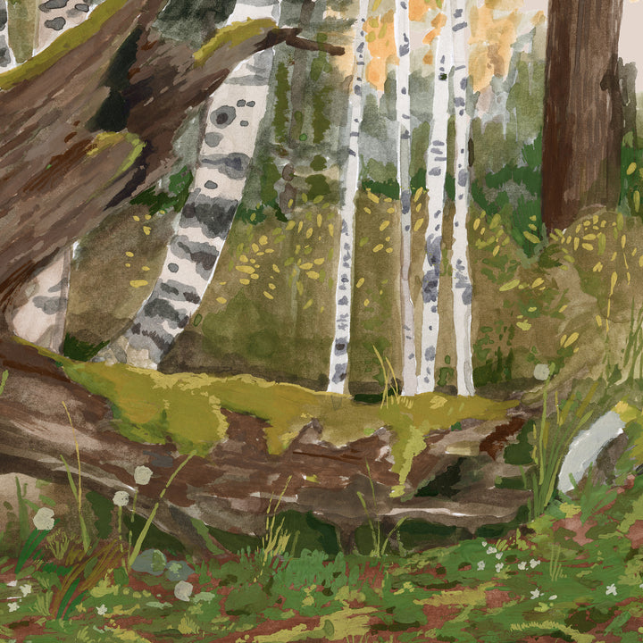 Rocky Mountain Forest Wall Mural - Early Fall