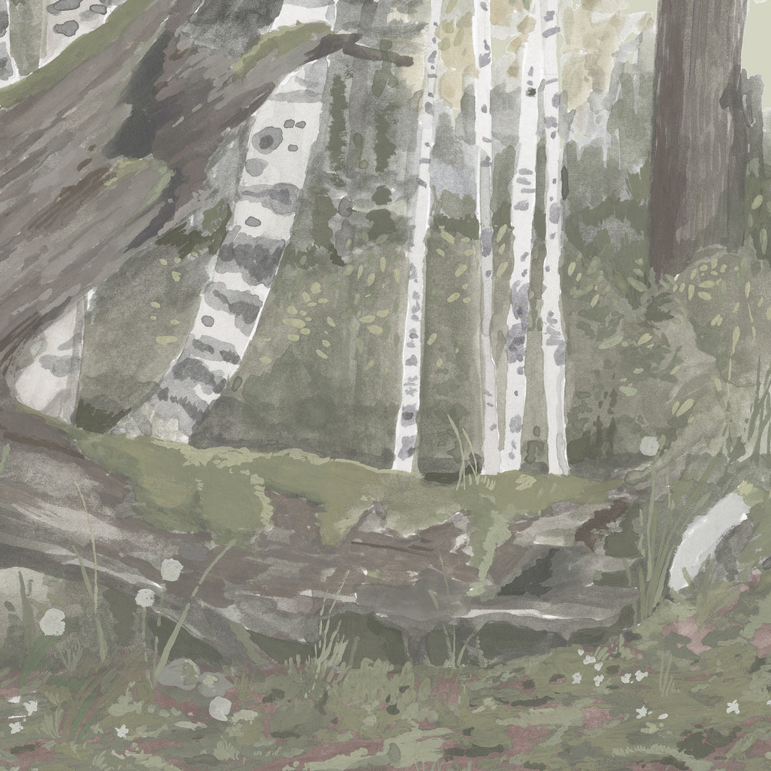 Rocky Mountain Forest Wall Mural - Morning Fog