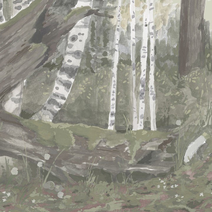 Rocky Mountain Forest Wall Mural - Morning Fog