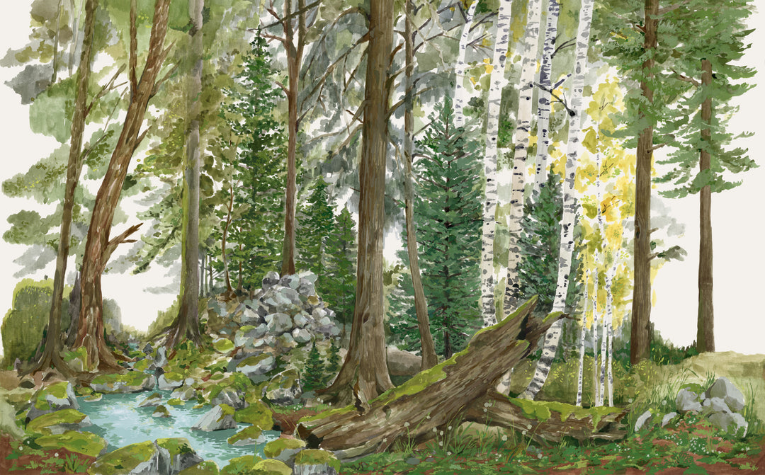 Rocky Mountain Forest Wall Mural - Spring