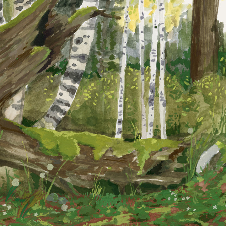 Rocky Mountain Forest Wall Mural - Spring