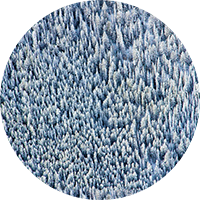 Snowy Pines Wallpaper by Gray Malin