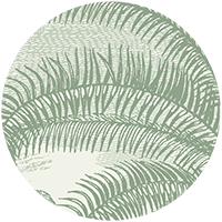 Under the Palms Wall Mural - Areca Green