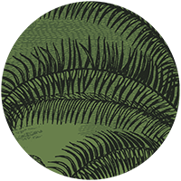 Under the Palms Wall Mural - Areca Green
