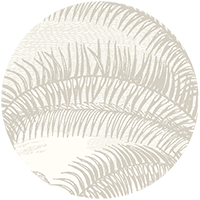 Under the Palms Wall Mural - Areca Green