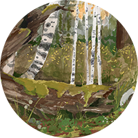 Rocky Mountain Forest Wall Mural - Spring