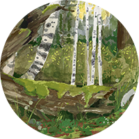 Rocky Mountain Forest Wall Mural - Spring