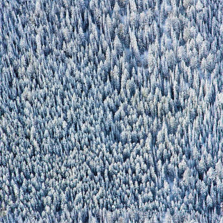 Snowy Pines Wallpaper by Gray Malin